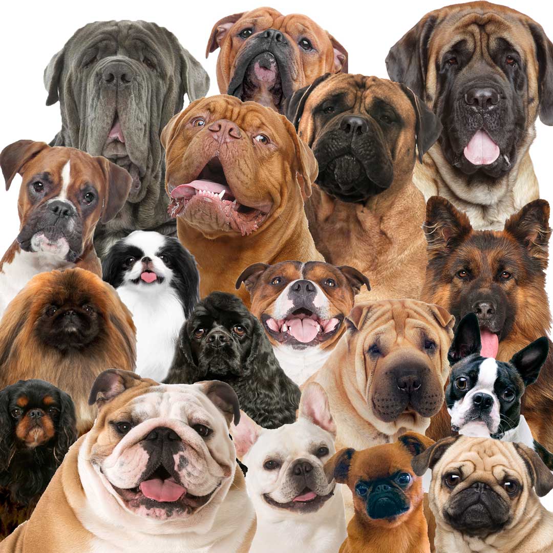 dogs prone to dry noses